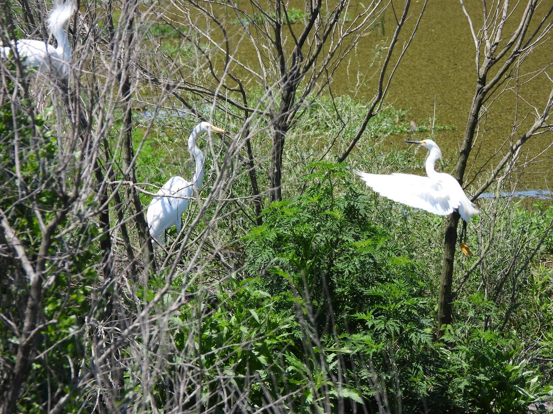 Savannah National Wildlife Refuge-Hardeeville必去景点