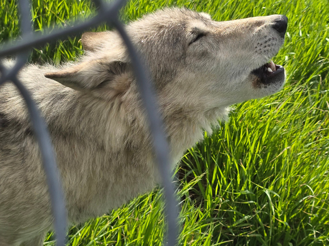 Howlers Inn Bed & Breakfast and Wolf Sanctuary主图