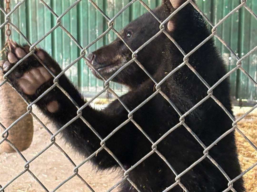 Oswald's Bear Ranch-Newberry必去景点