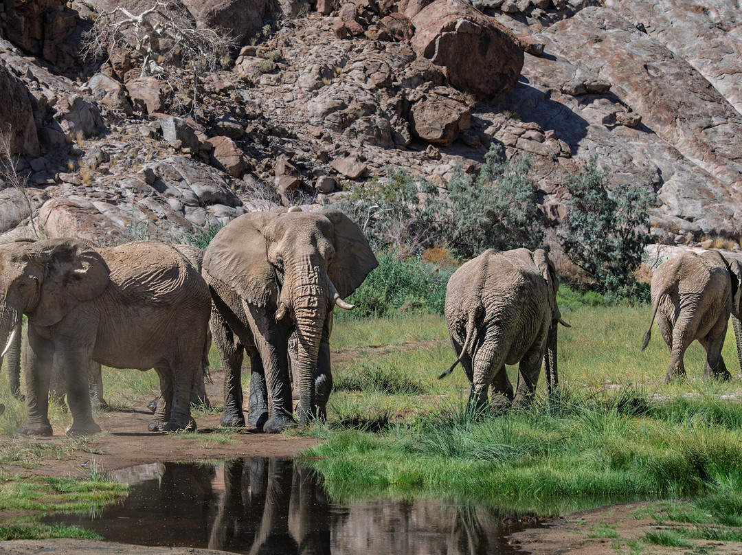Kunene Elephant Walk-Sesfontein必去景点