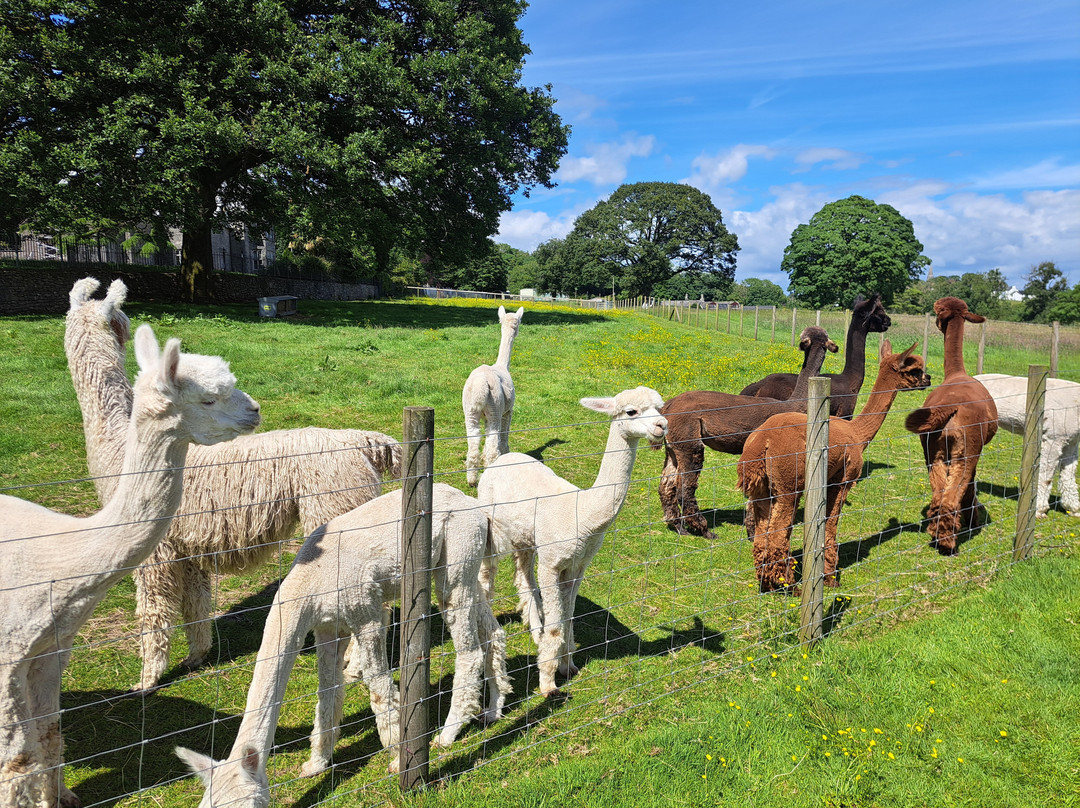 Bardsea Alpacas And Llamas-Bardsea必去景点