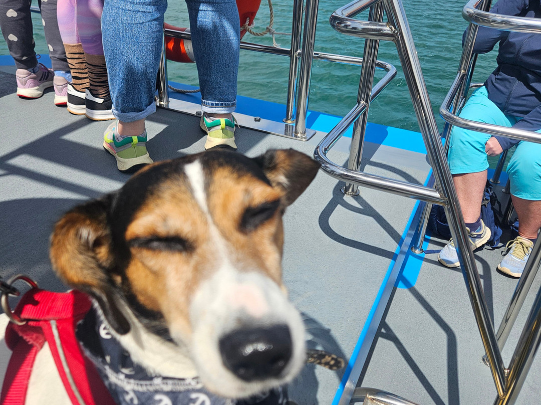 Dolphin Spotting Boat Trips (by New Quay Boat Trips)-纽基必去景点