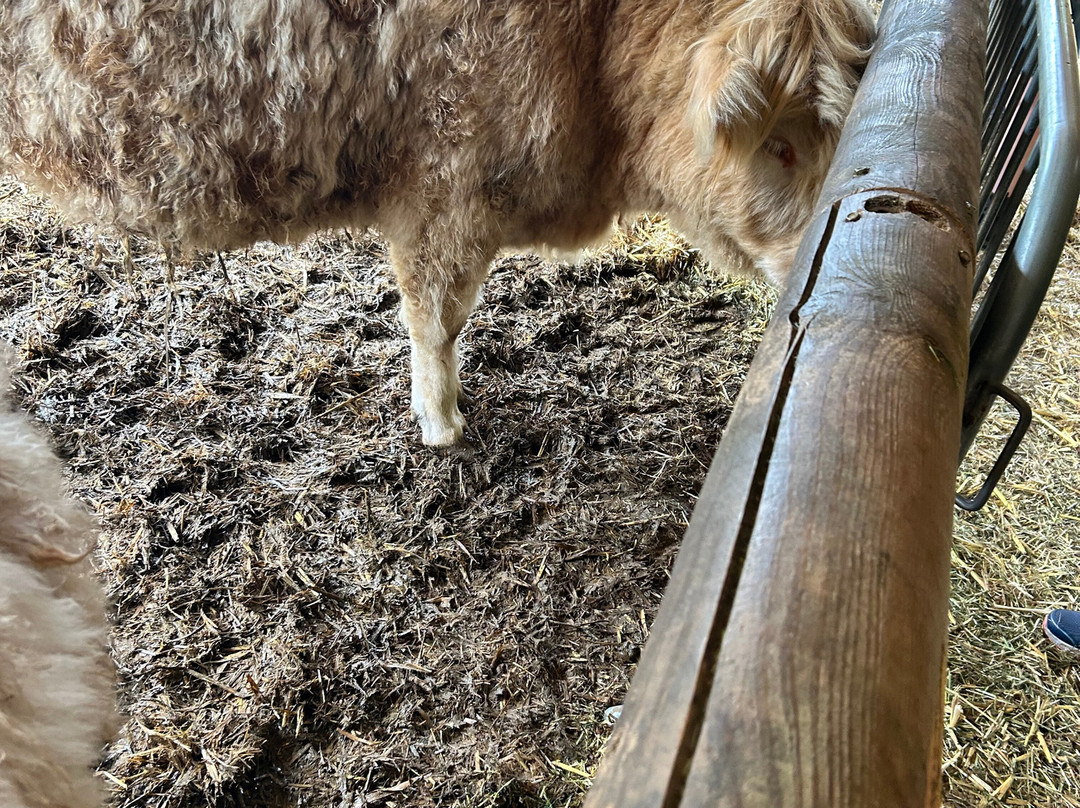 Quex Adventure Farm Park-Birchington必去景点