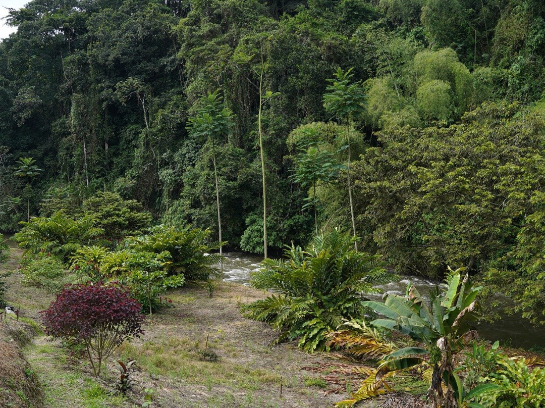 Finca Las Palmitas - Quindio-亚美尼亚必去景点