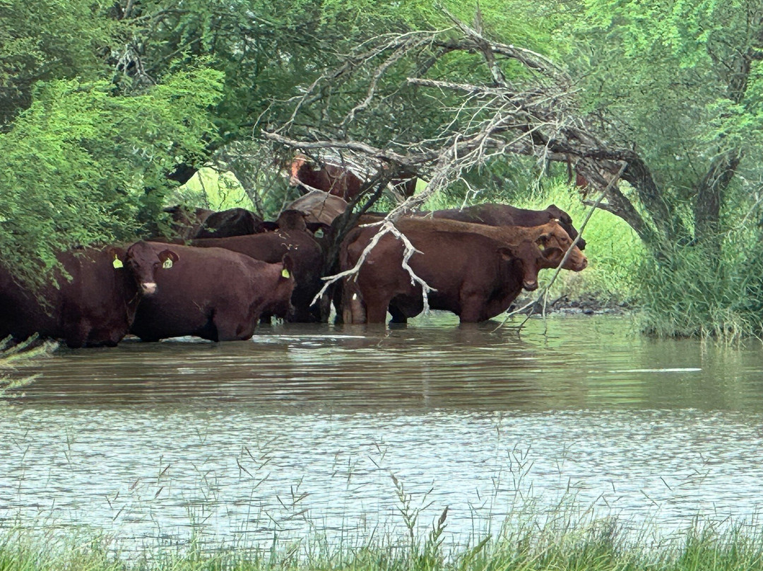 King Ranch-Kingsville必去景点