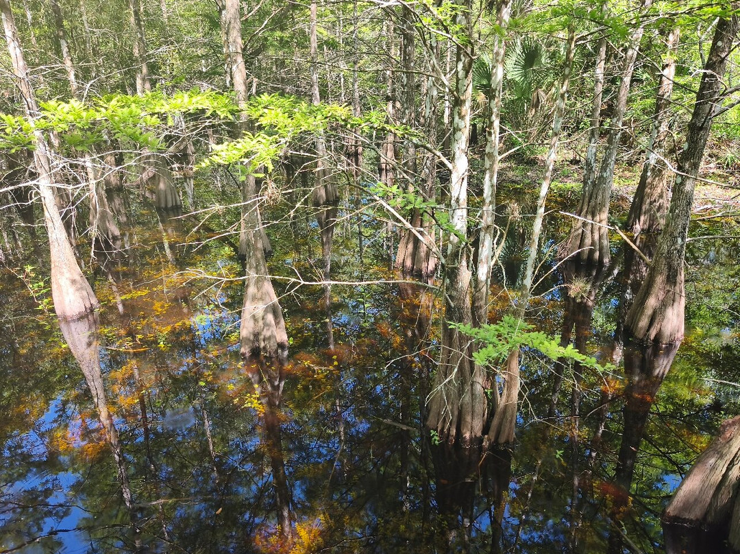 Six Mile Cypress Slough Preserve-迈尔斯堡必去景点
