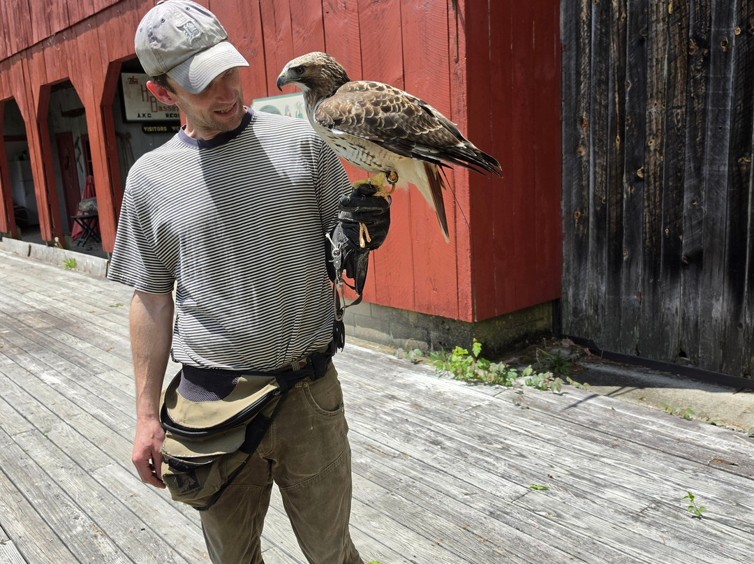 Monadnock Falconry-Temple必去景点