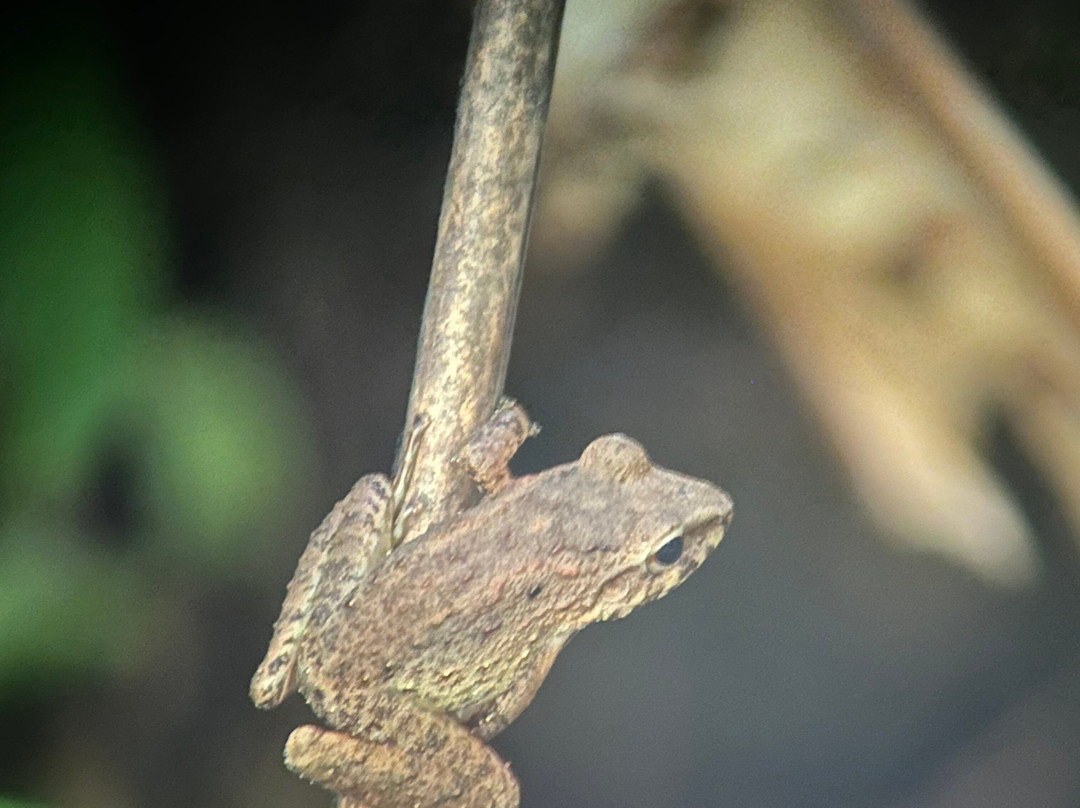 SimbiOsa Wild Costa Rica-哥斯达黎加安东尼奥国家公园必去景点