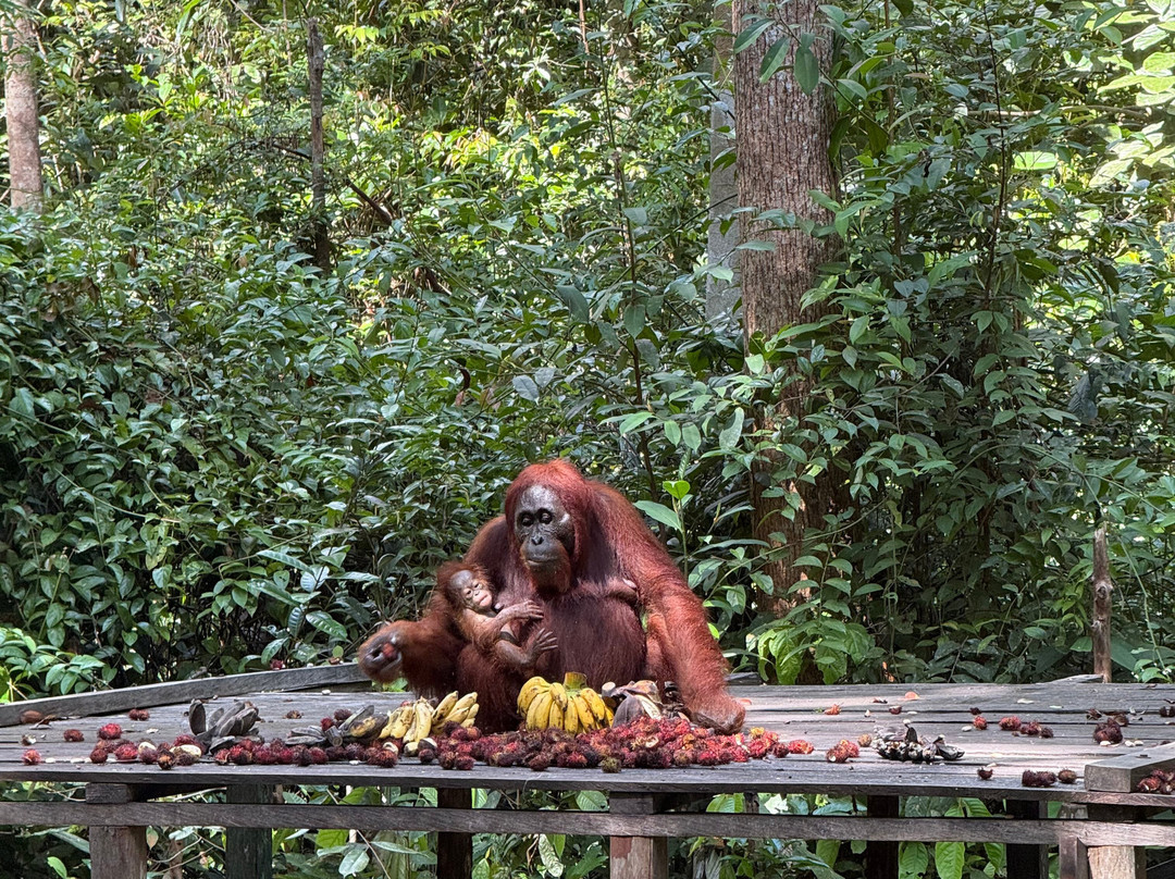 Borneo Eco Tour-Pangkalan Bun必去景点