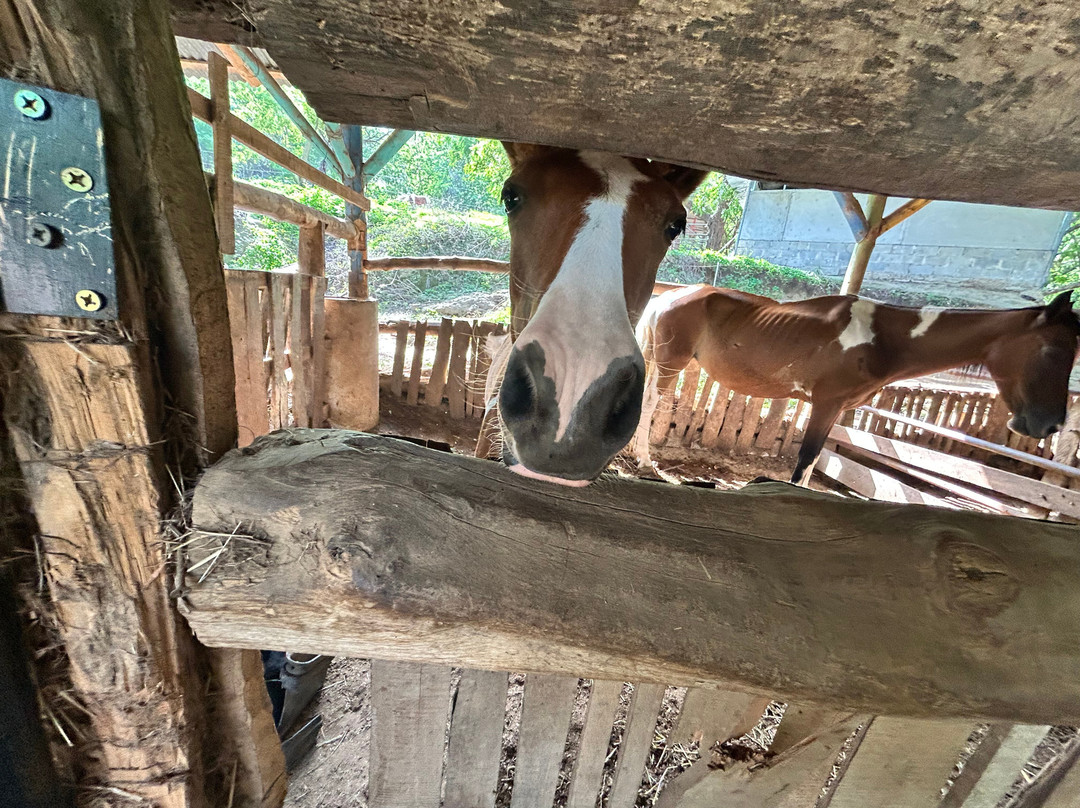 The Monkey Farm-Playa Ocotal必去景点