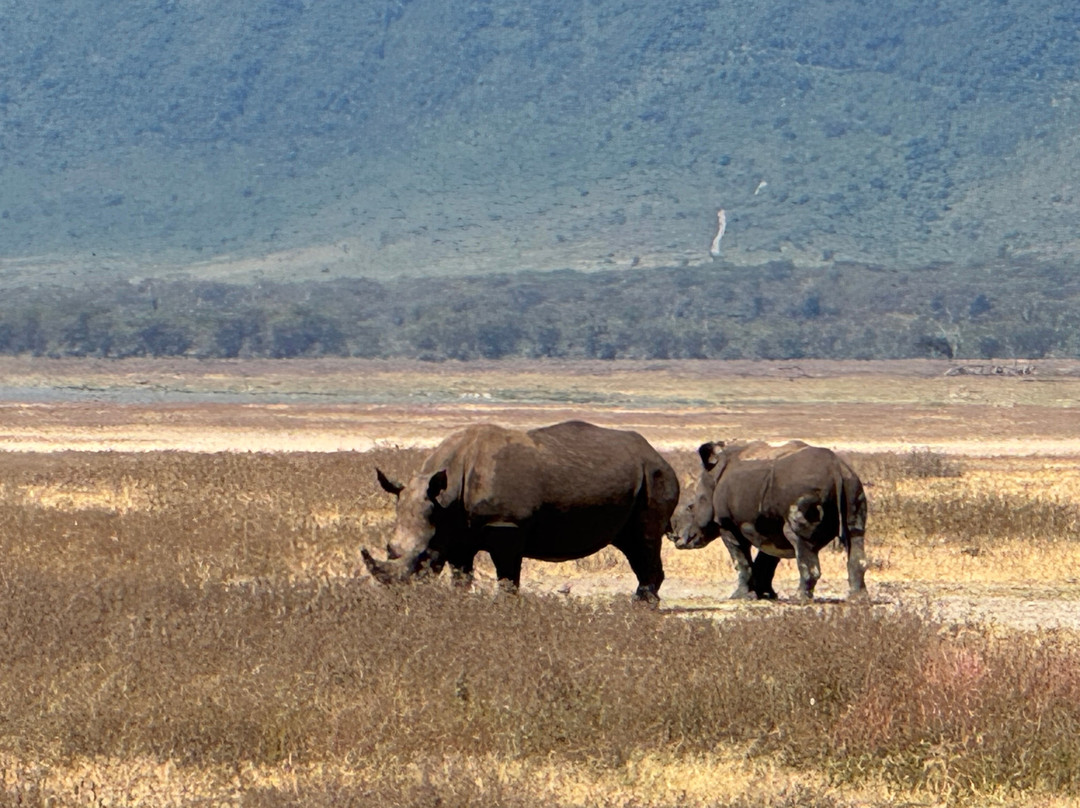 Obama Africa Safari-阿鲁沙必去景点