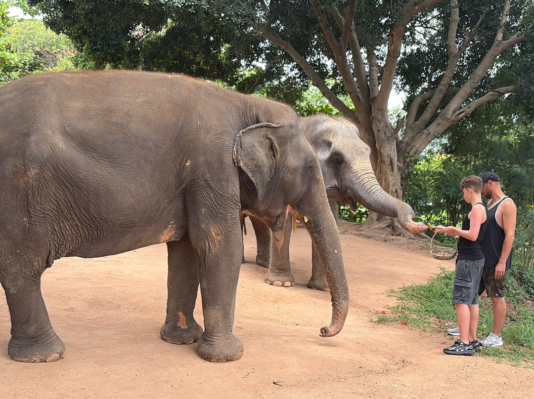 Samui Elephant Sanctuary-波普特必去景点