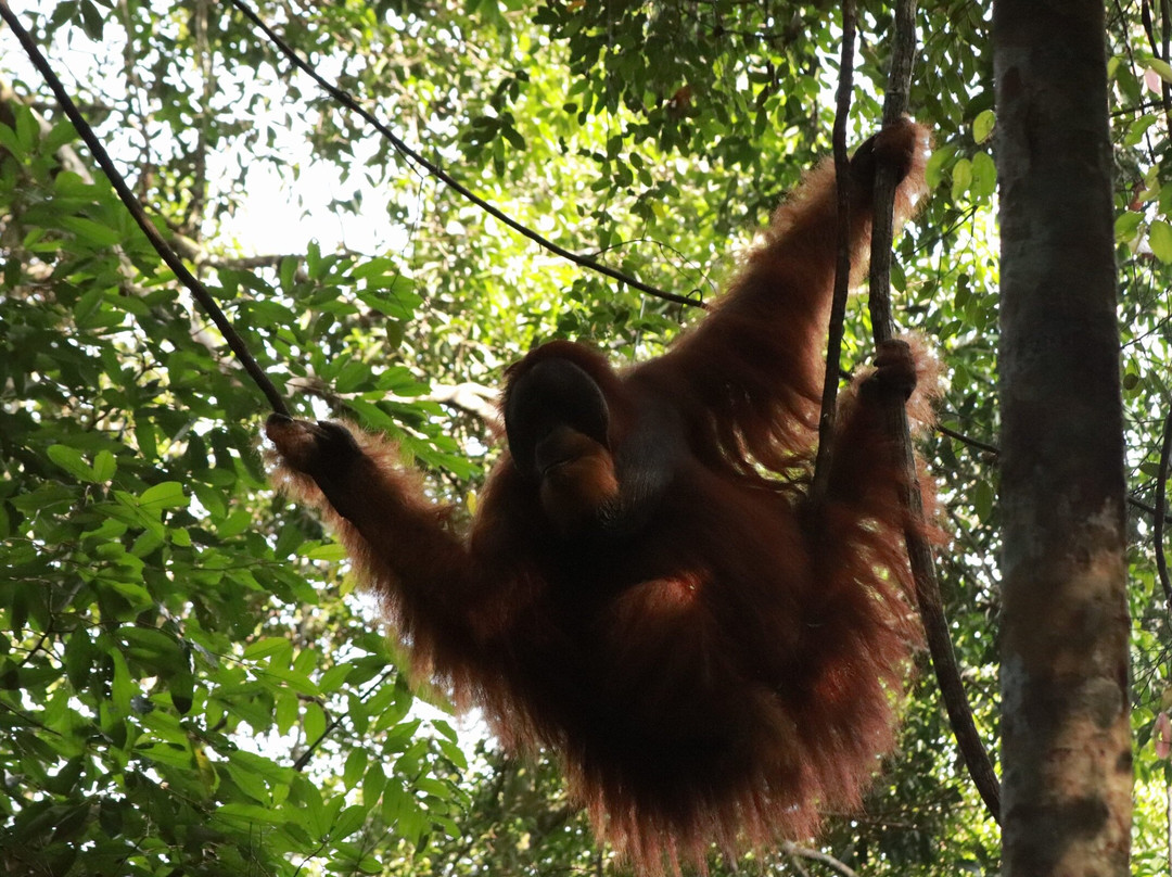 Sumatra Tour Adventures-武吉拉旺必去景点