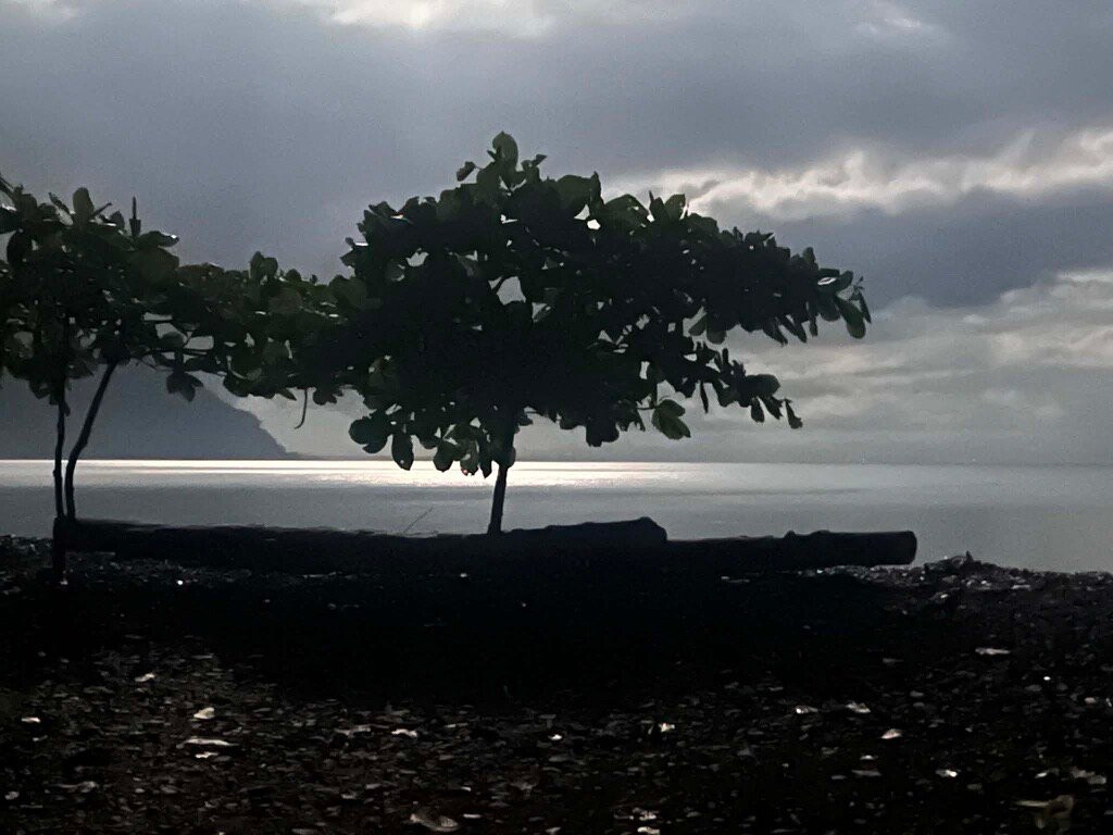 培亚涅库雨林旅馆主图