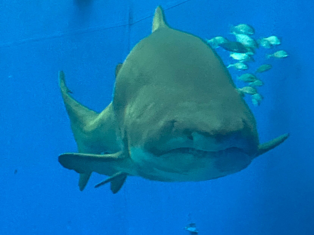巴尔马水族馆-马洛卡帕尔马必去景点