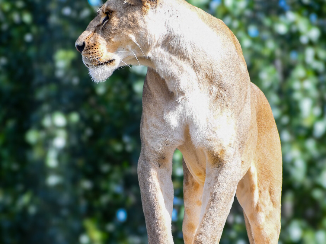 The Big Cat Sanctuary-Smarden必去景点