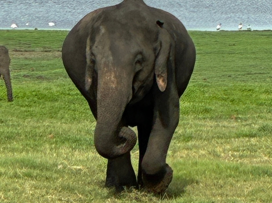 Minneriya Safari Tours-哈巴拉娜必去景点