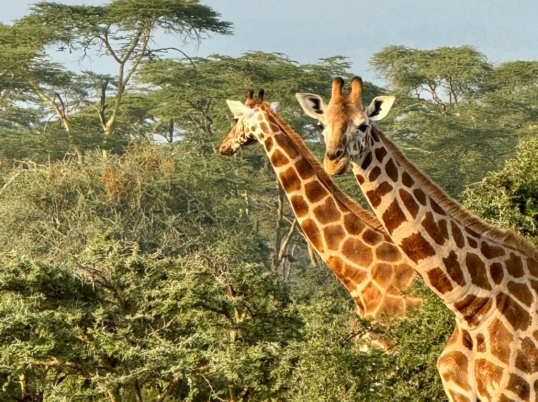 East Africa Adventure Tours and Safaris-马赛马拉国家野生动物保护区必去景点