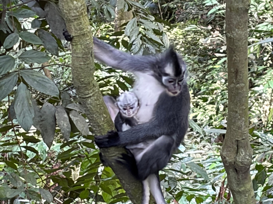 Sumatra Orangutan Tours-武吉拉旺必去景点