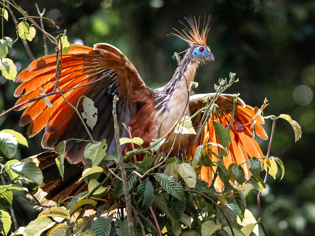 Tapiche Jungle Reserve-伊基托斯必去景点