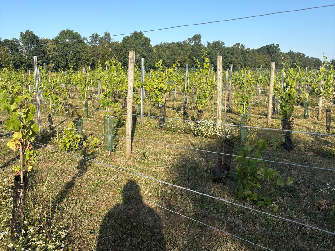 Yorkshire Heart Vineyard-约克必去景点