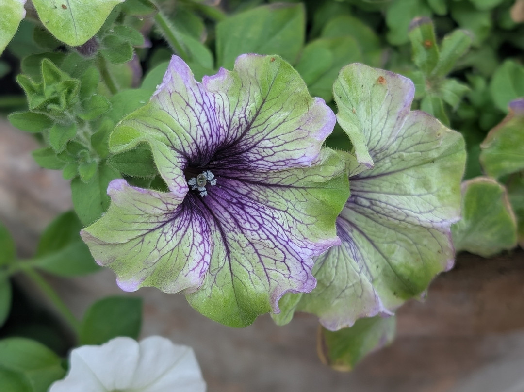 Porters Lodge Garden & Tearoom-Cavenham必去景点