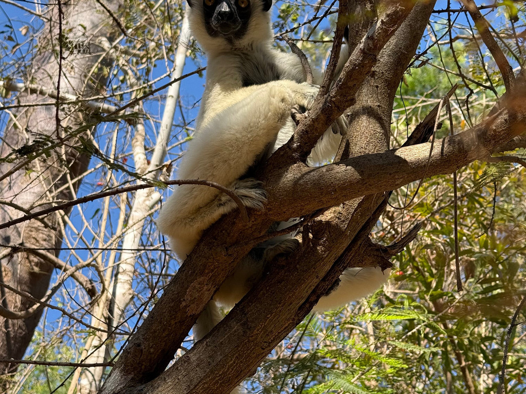 Madagascar Green Tours-安齐拉贝必去景点