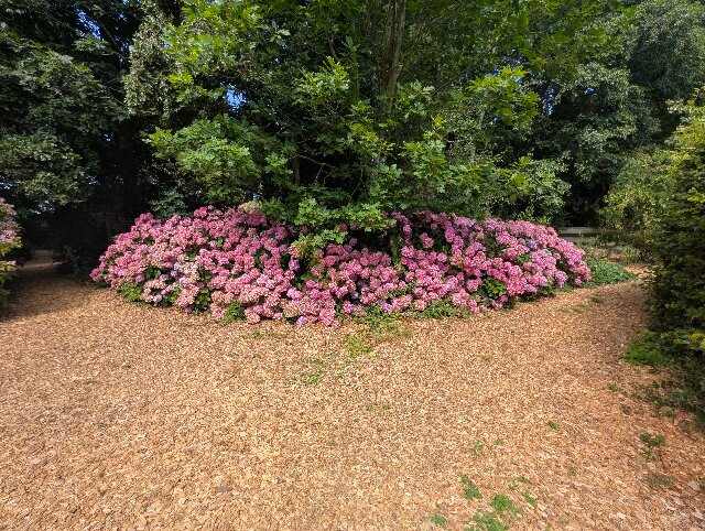 East Ruston Old Vicarage Garden-诺威奇必去景点