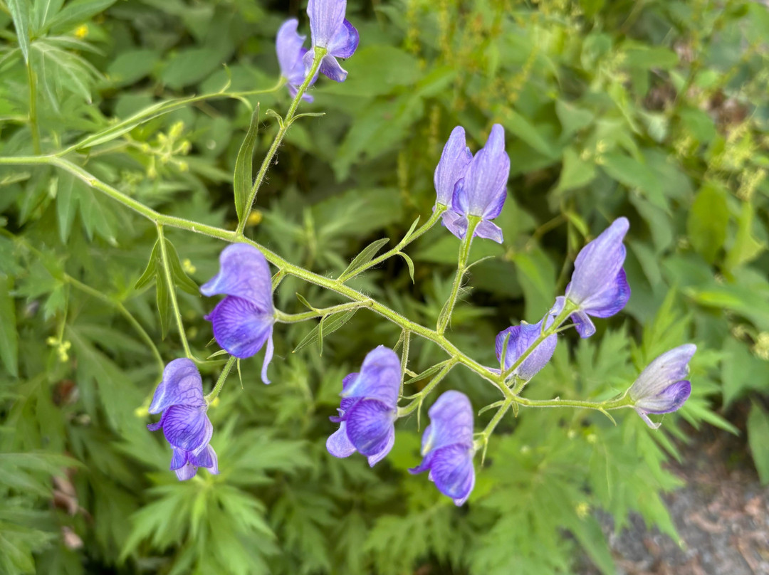 Natureguide Fivesense-松本市必去景点