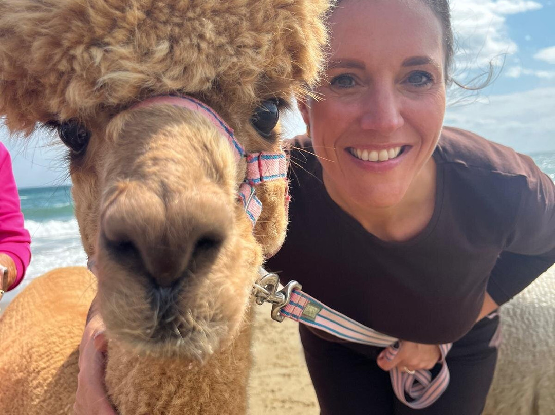 Cranfield Alpacas (alpaca Experiences In The Mournes).-Kilkeel必去景点