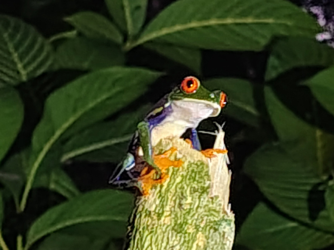 Frog's Paradise-Bijagua de Upala必去景点