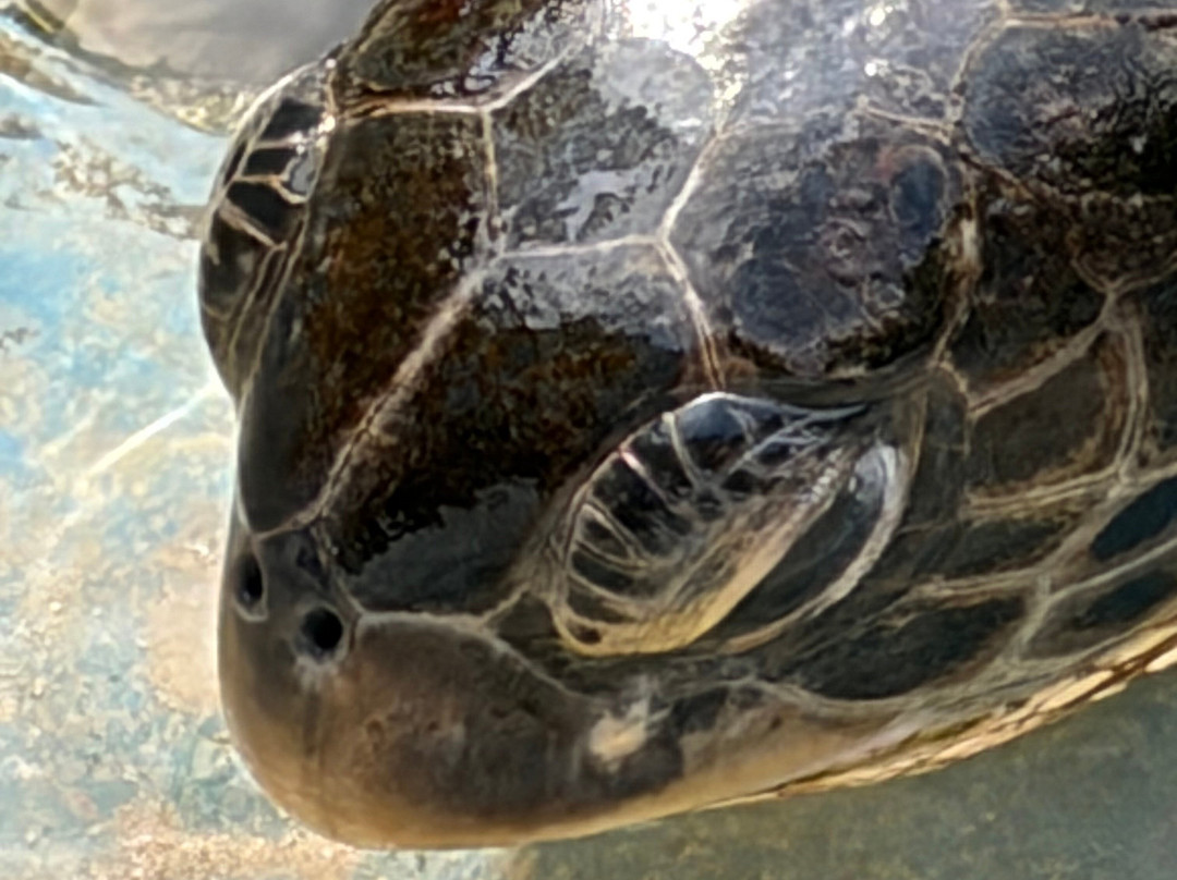 Nungwi Mnarani Aquarium-孥归必去景点
