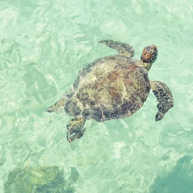 Nautilus Adventure Tours-纳迪市必去景点