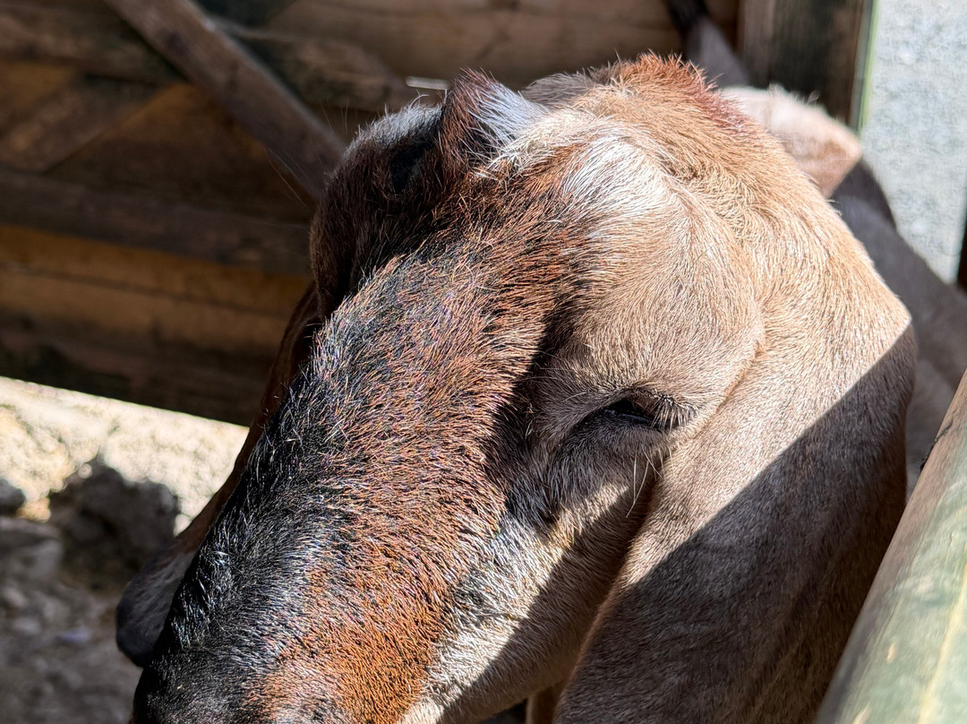 Dwyfor Ranch Rabbit Farm and Animal Park-Llanystumdwy必去景点
