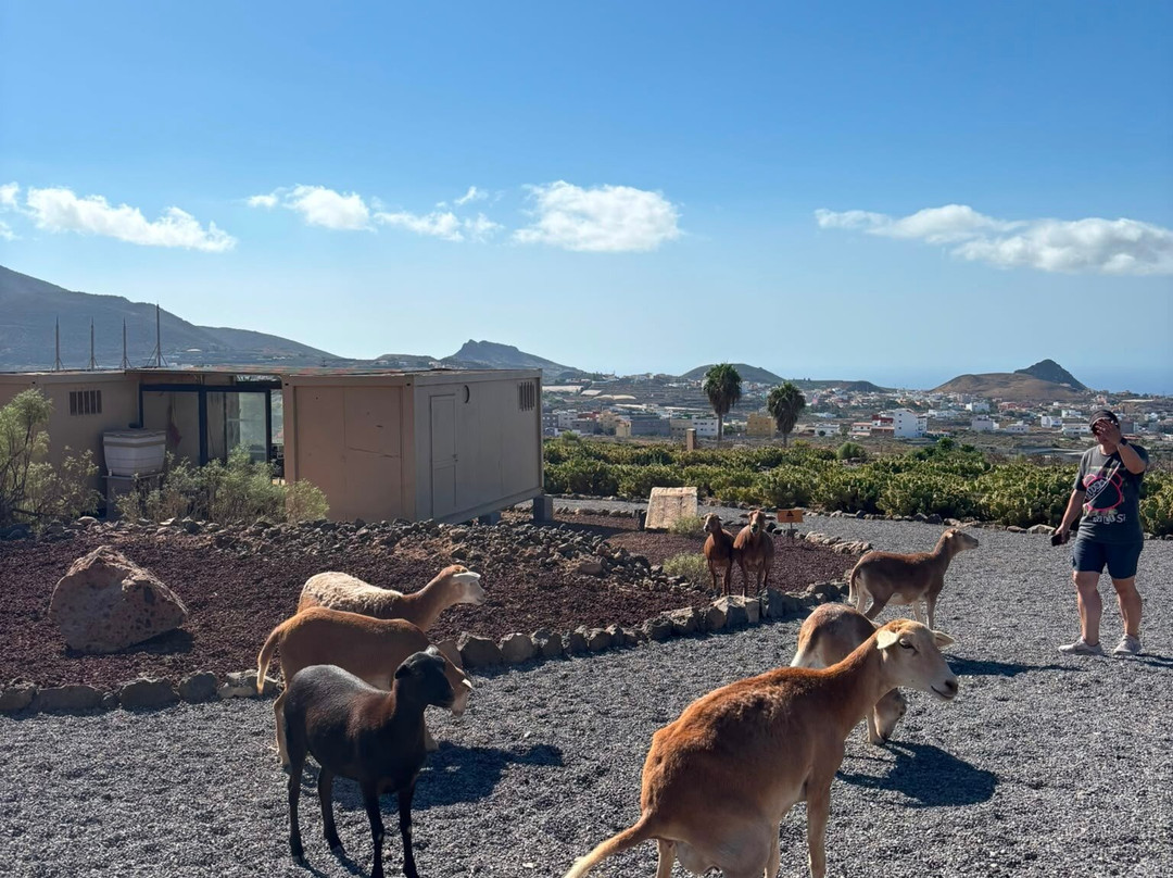 Red Cactus Farm Experience & Tasting – Finca Tuno Canarias-Valle De San Lorenzo必去景点