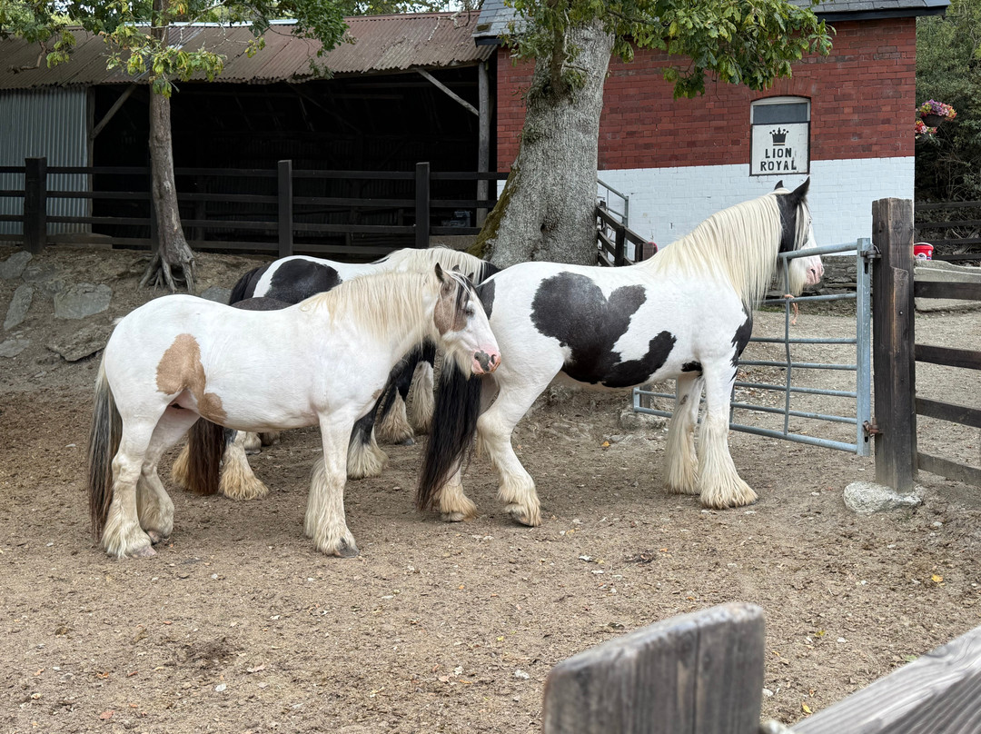 Pony Trekking by Lion Royal Hotel-Rhayader必去景点