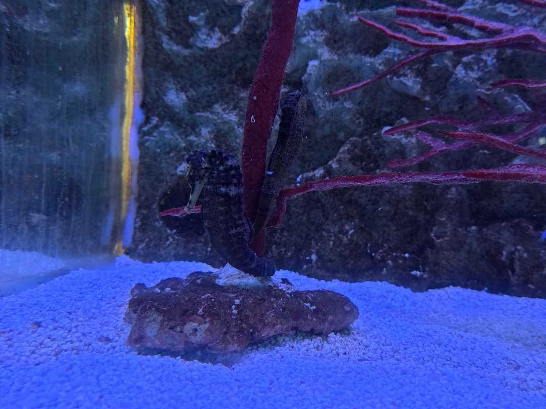 Sea Life Blankenberge-布朗肯堡必去景点