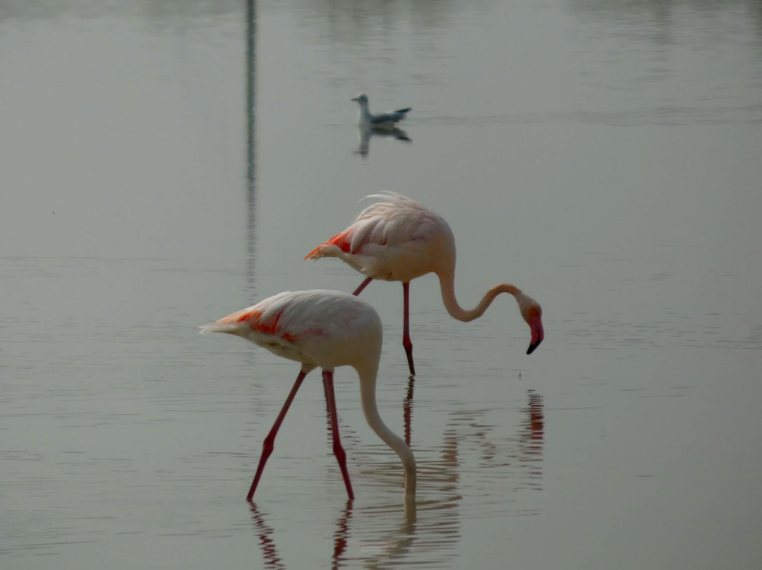 Saline Di Comacchio-科马基奥必去景点