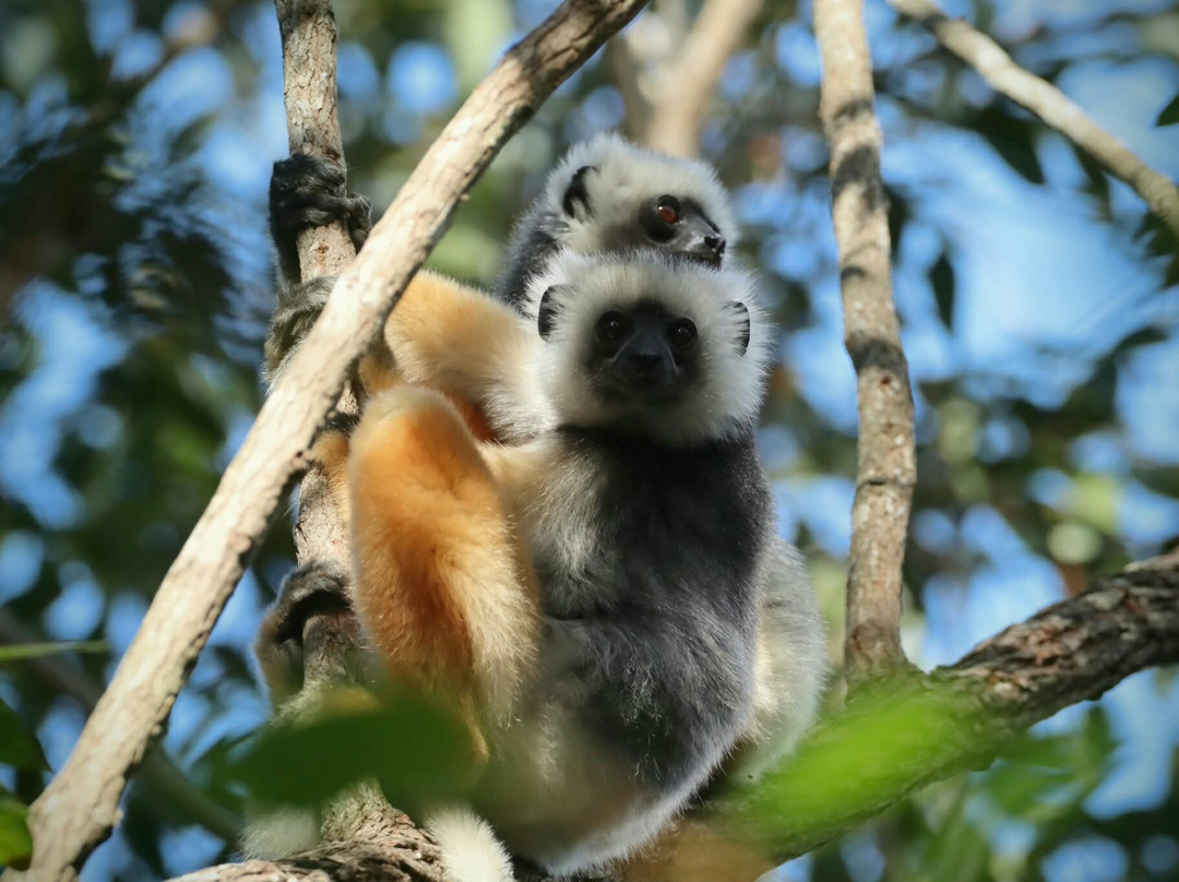 Andasibe-Mantadia National Park-Toamasina Province必去景点