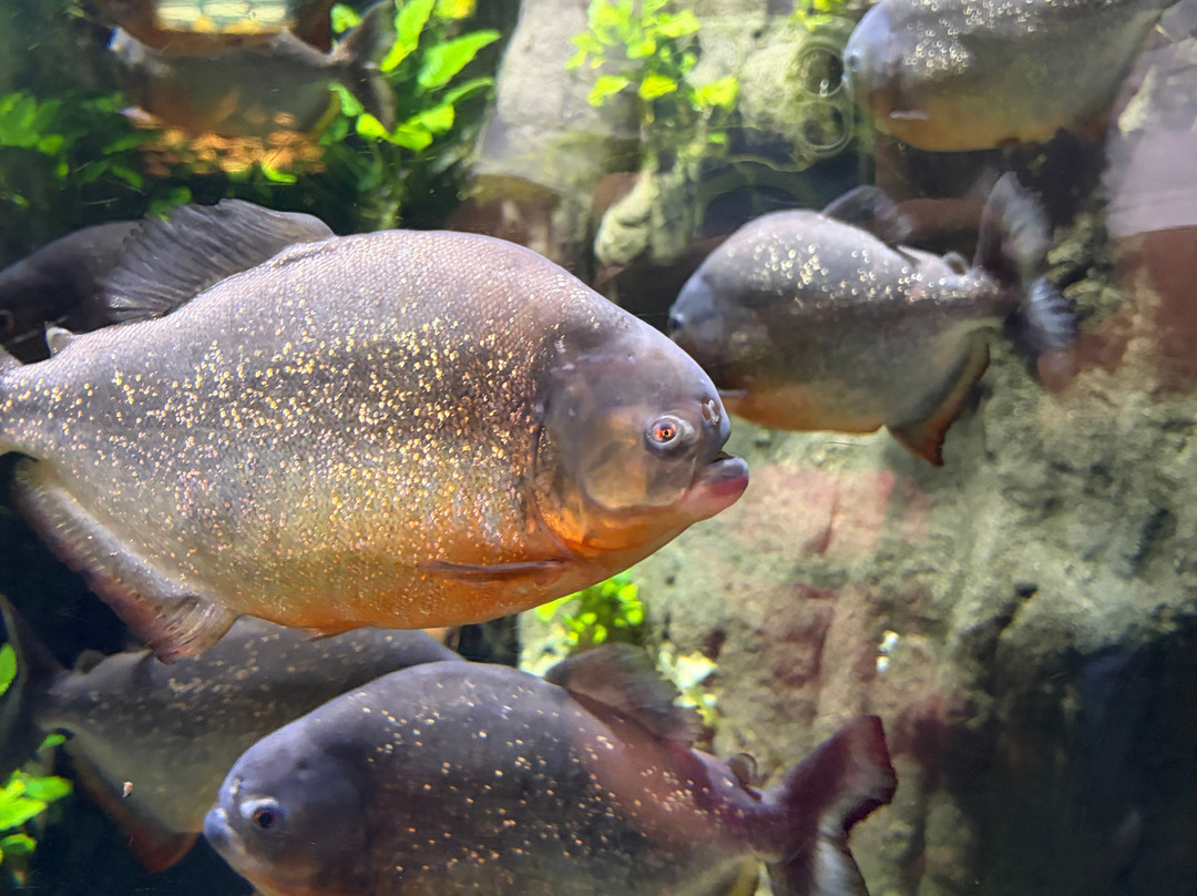 Bioparc Acuario De Gijón-希洪必去景点
