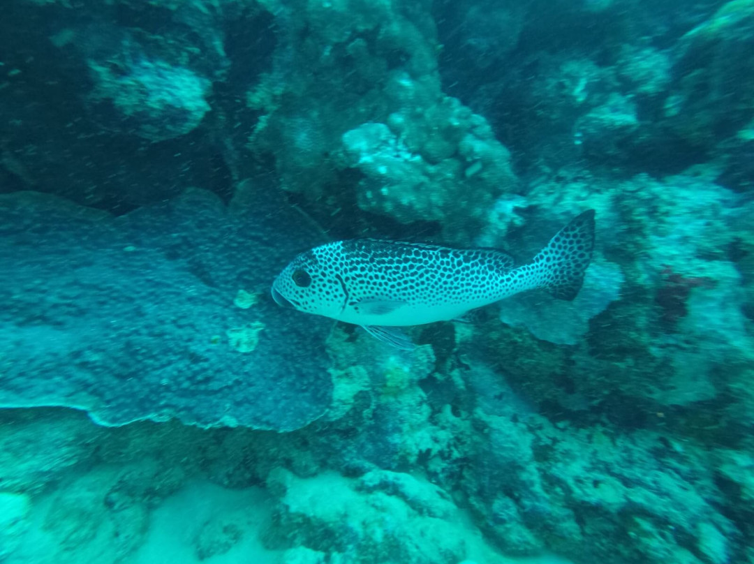 Dive Time-贝尔马尔必去景点