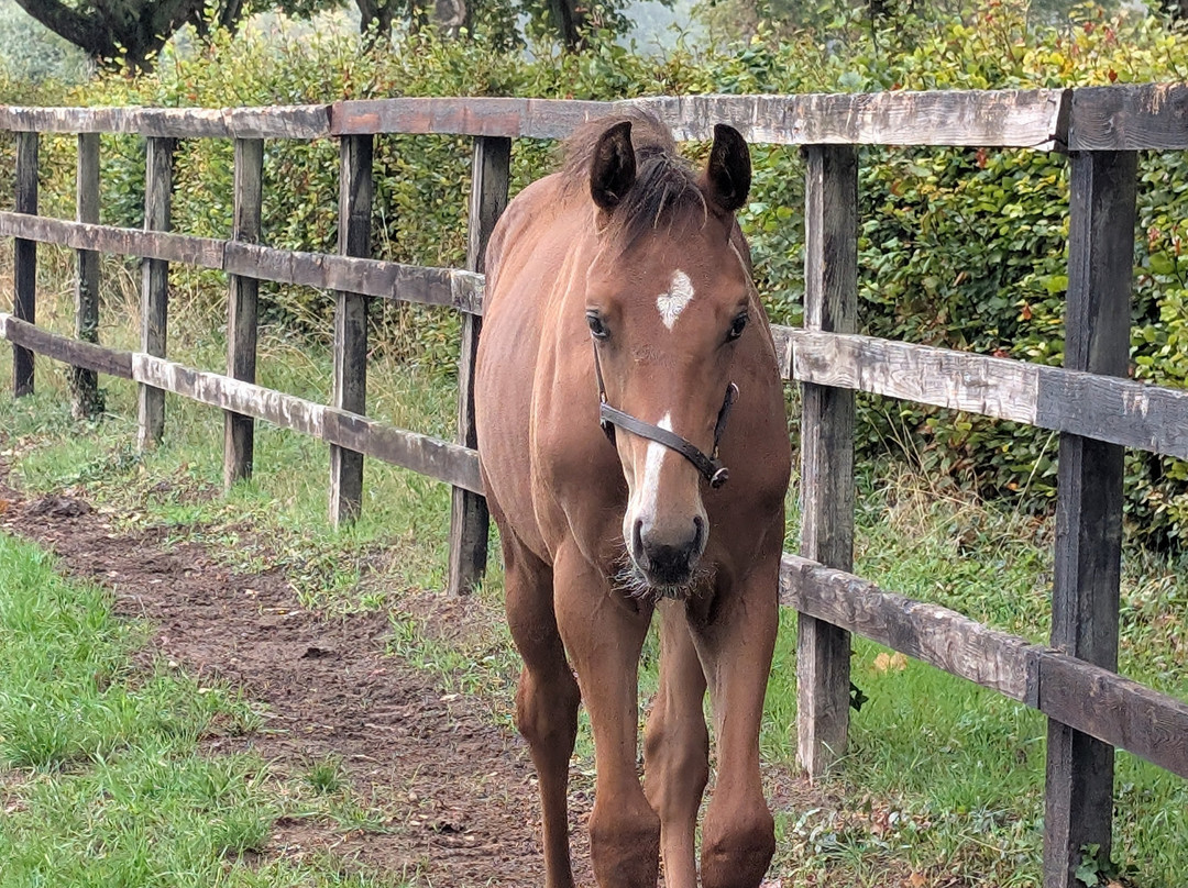 Discover Newmarket Tours-纽马克特必去景点