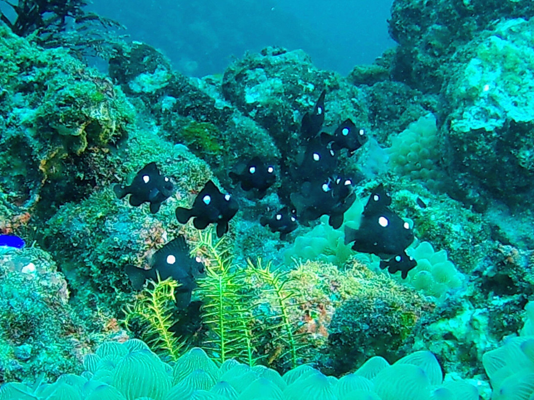 Izu Oceanic Park Diving Center - I.O.P.-伊东市必去景点