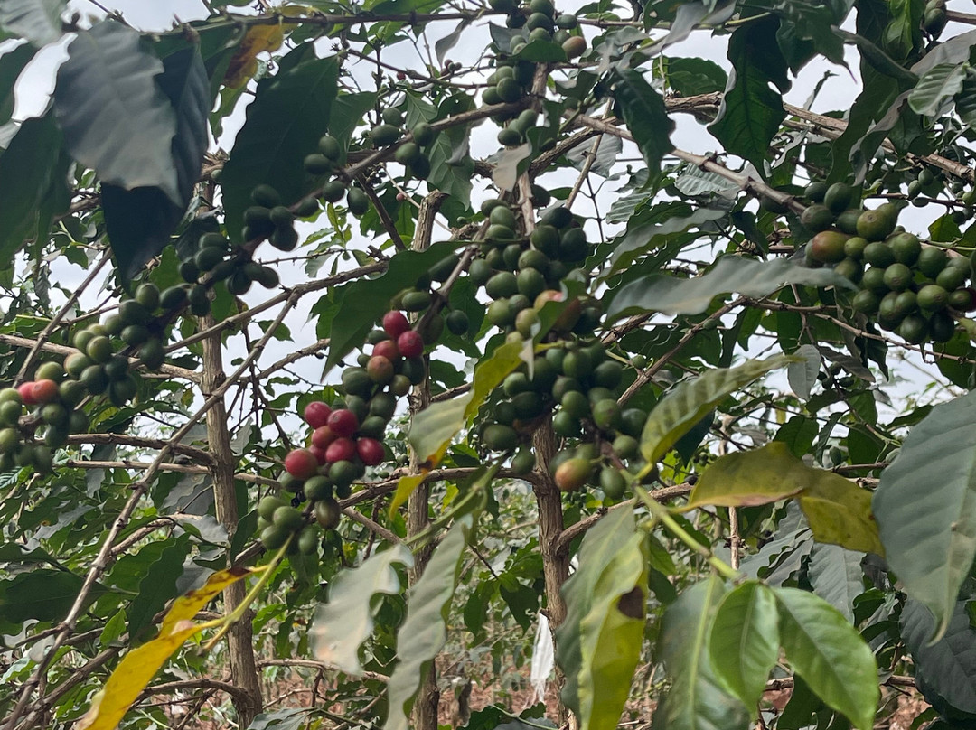 Karunguru Coffee Estate-Ruiru必去景点