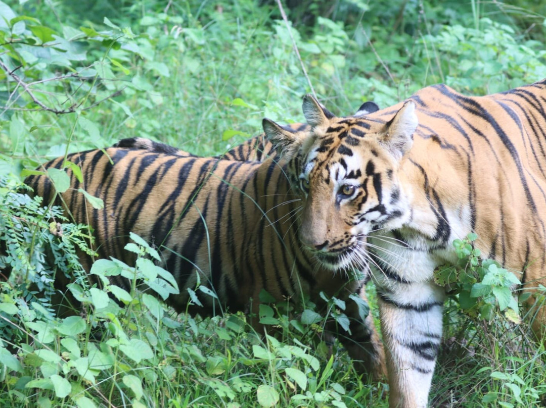 Tadoba Andhari National Park-Chandrapur District必去景点