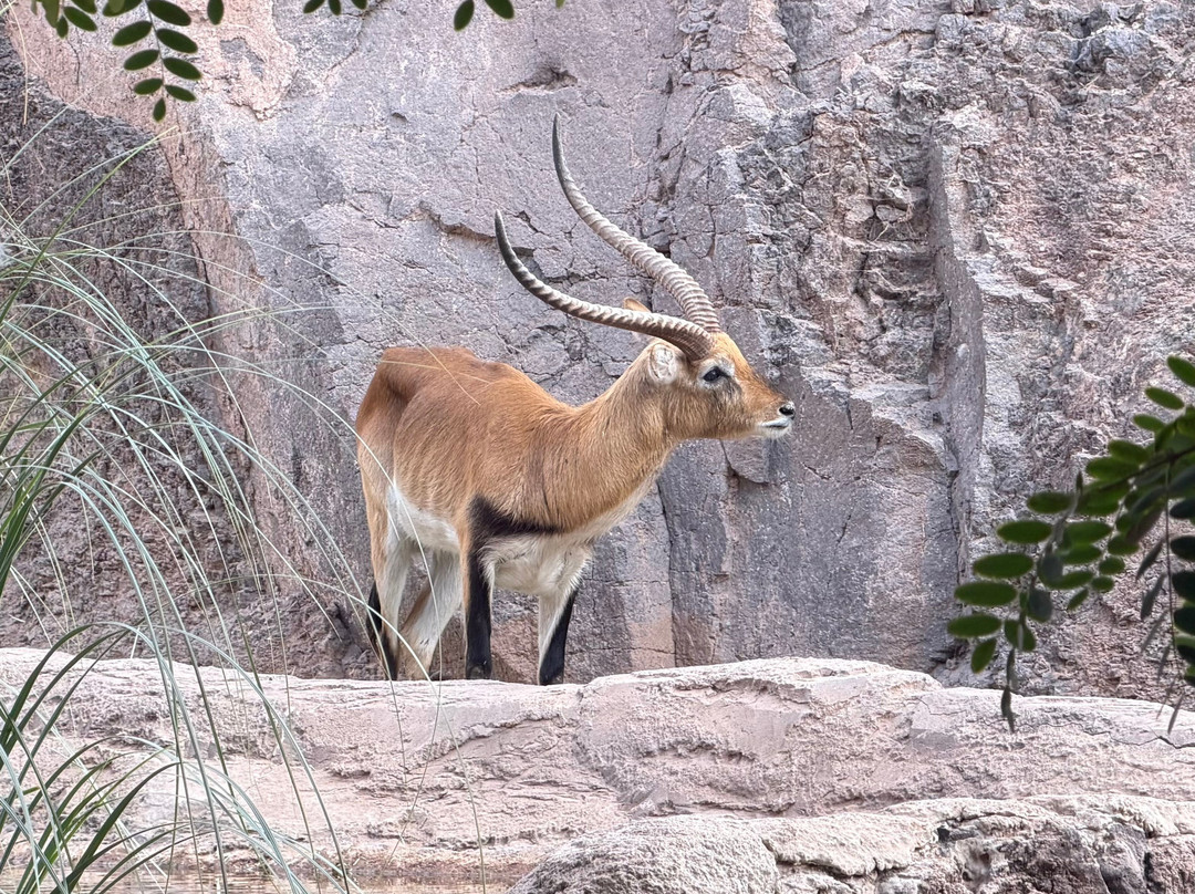 Oasis Park Fuerteventura-La Lajita必去景点
