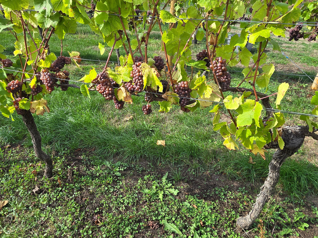 Sandridge Barton Wines-托特尼斯必去景点