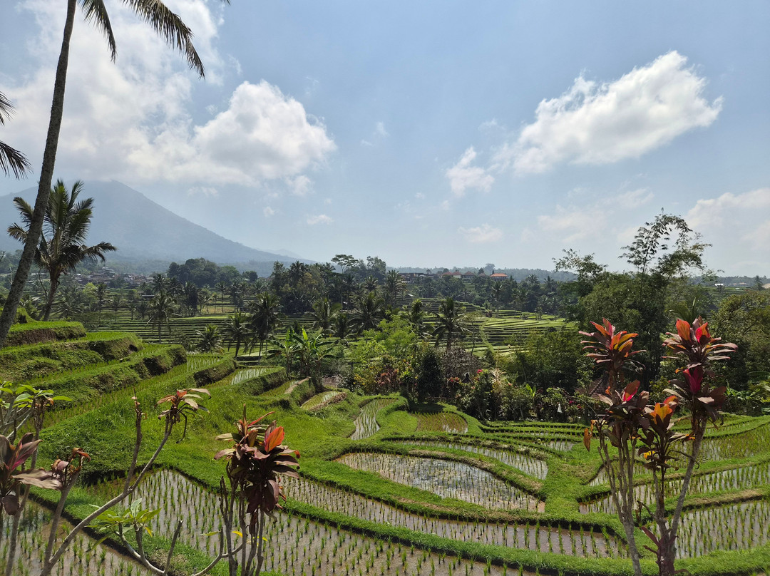Bali Reiseleiter Fahrer-登巴萨必去景点