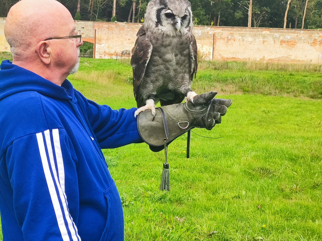 Bird of Prey Experiences - Hawkeye Falconry UK-Thoresby必去景点