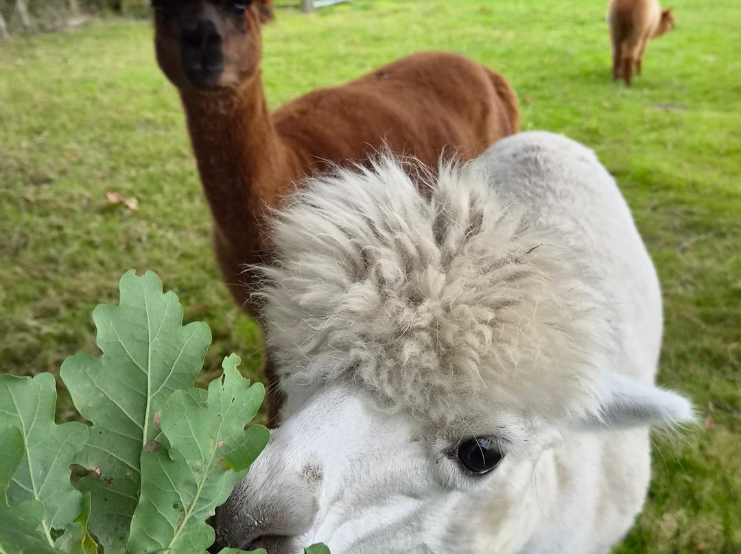 Cheshire Alpacas-Antrobus必去景点